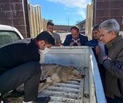 یک قلاده گرگ در تصادف جاده‌ای تلف شد