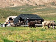 استقرار ۹۰ درصد عشایر در مناطق گرمسیری ایلام