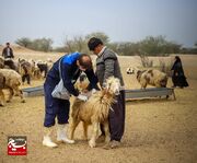 نخستین درمانگاه سیار دامپزشکی در پرجمعیت‌ترین کانون عشایری کشور راه‌اندازی شد