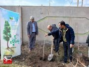 آغاز پویش کاشت درخت در شهرستان جغتای