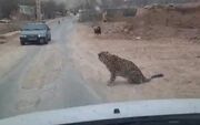 مشاهدهٔ پلنگ در یک روستای دماوند/ فیلم