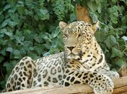 لحظه‌ای ارزشمند در پارک ملی لار/ ثبت تصویر پلنگ ایرانی + عکس