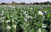تصویب کشت کنترل‌شده گل خشخاش برای تولید داروهای مخدر پزشکی