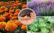 ۵ گیاه معطر برای فراری دادن پشه‌ها / دافع طبیعی حشرات در خانه