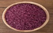 برنج ممنوعه در گیلان زیر کشت رفت / روزگاری مخصوص اشراف و امروز در شالیزارهای شمال