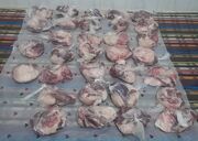 فیروزآباد |توزیع بسته های حمایتی و گوشت قربانی در مراکز مثبت زندگی تحت نظارت بهزیستی فیروزآباد