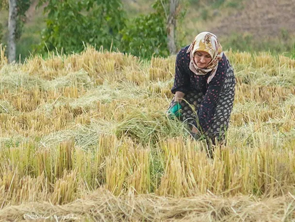 تولید ۱۴ هزار تن برنج سفید در قزوین؛ الموت کانون تولید ارقام بومی