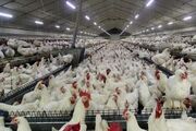 پیشرفت ۷۰ درصدی کارخانه جوجه‌کشی مرغ گوشتی در خراسان شمالی