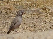 ثبت «سهره صورتی» در فهرست پرندگان استان قزوین 