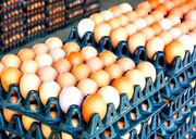 تخم مرغ ارزان شد/ قیمت هرشانه تخم مرغ به ۳۷۰ هزارتومان رسید