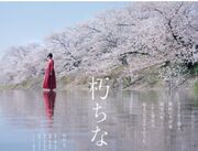 عطر «شکوفه‌های گیلاس» در راه شبکه نمایش