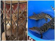 شیر، عقاب طلایی و تمساح در شهریار کشف شد