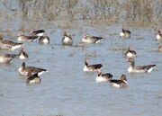 تالاب «حله» بوشهر، گهواره تنوع زیستی نیازمند مدیریت یکپارچه