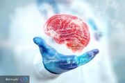 کشف کلید مولکولی پیری مغز؛ تغذیه می‌تواند بخشی از روند فرسایش عصبی را معکوس کند