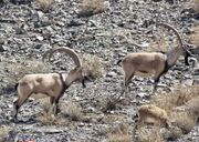 حفاظت از منابع طبیعی با کمک جوامع محلی