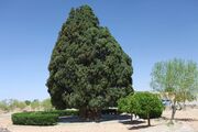 قدیمی‌ترین درختان ایران چند ساله هستند و در کجا قرار دارند؟