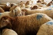 تامین کافی دام عید قربان/ قیمت‌ها یک روز قبل از عید اعلام می‌شود