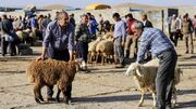 نظارت ۶۶ اکیپ دامپزشکی آذربایجان‌غربی بر ذبح دام در عید قربان