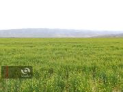 رتبه یک کاملینای کشور به خراسان شمالی رسید / گامی بلند برای خودکفایی روغن