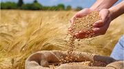 میزان گندم تحویلی به مراکز خرید از مرز ۲.۳ میلیون تن گذشت