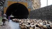 انسداد موقت جاده چالوس و آزادراه تهران_شمال به دلیل عبور احشام