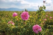 خرید 8 تن گل محمدی از کشاورزان روستای وامنان آزادشهر