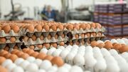 چرایی کاهش قیمت تخم مرغ / بازگشت آرامش به بازار با سامانه «نوی‌پو» و نهادهای دولتی ‌