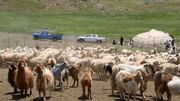 افزایش ۴۰۰ هزار رأسی دام در خراسان شمالی / عشایر ۸۰ درصد علوفه را از مراتع تأمین می‌کنند