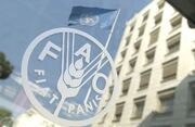 فائو و وزارت جهاد کشاورزی برای حفاظت از نژادهای بومی دام در معرض خطر همکاری می کنند