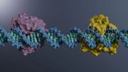 نخستین تصاویر اتمی از آنزیم ترمیم DNA انسان ثبت شد