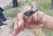 مبارزه شیمیایی برای نابودی ملخ مراکشی در شرق گلستان