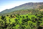سند مدیریت پایدار جنگل‌های زاگرس نهایی شد
