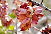 کاهش سهم پسته ایران در بازار چین به ۷ درصد