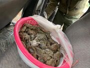۲۵ خرچنگ رودخانه‌ای در مرز باشماق مریوان کشف شد