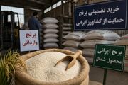 هجوم برنج وارداتی به بازار شمال/ زنگ خطر برای شالیزار‌ها