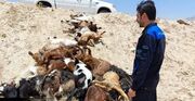 آغاز تحقیقات علت رهاسازی و تلف شدن ۳۰ رأس بز در بهیهان / دفن بهداشتی لاشه ها انجام شد