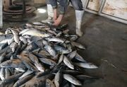 معدوم کردن۲۹۰ کیلوگرم ماهی غیر بهداشتی و بدون مجوز بهداشتی در بیرجند