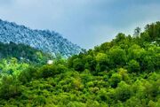 هشدار مجلس درباره تشدید تخریب جنگل‌های شمال