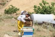 پیش بینی تولید بیش از ۴ هزار تن عسل در لرستان
