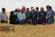 بازدید میدانی استاندار از بزرگ‌ترین مزرعه تولید گندم بذری خراسان شمالی/ وعده حمایت از تولیدکنندگان