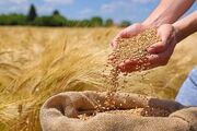 خرید بیش از ۳۲۰ هزار تُن گندم مازاد بر نیاز از کشاورزان کردستانی