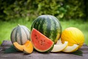 هندوانه یا طالبی؛ کدام‌ یک برای قند خون بهتر است؟