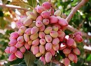 محصول پسته ۲۱ پسته کار ابرکوهی شناسنامه دار می‌شود