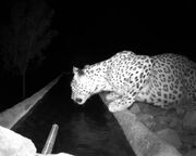 ثبت حضور پلنگ نر بالغ در منطقه شکار ممنوع کوه سفید دماوند