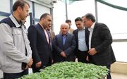 استاندار مازندران: تولید محصولات گلخانه‌ای باید باکیفیت،استاندارد و صادرات‌محور توسعه یابد
