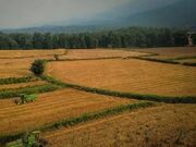 تولید محصولات کشاورزی کشور به ۱۳۷ میلیون تن رسید