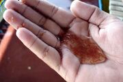 شکوفایی آرتمیا در دریاچه ارومیه؛ بازگشت حیات به نگین آبی آذربایجان‌غربی