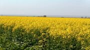 ابلاغ الزامات و توصیه‌های فنی کاشت کلزا به استان‌ها