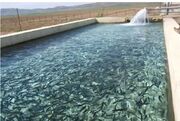 شیلات ایران در مسیر جهش تولید، توسعه دریامحور و تقویت امنیت غذایی