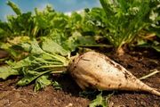 توسعه کشت پاییزه چغندرقند برای خودکفایی